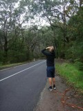 Cap Otway, la route des koalas
